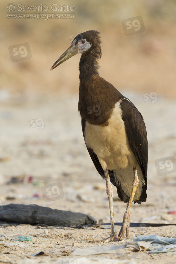 Abdim's Stork