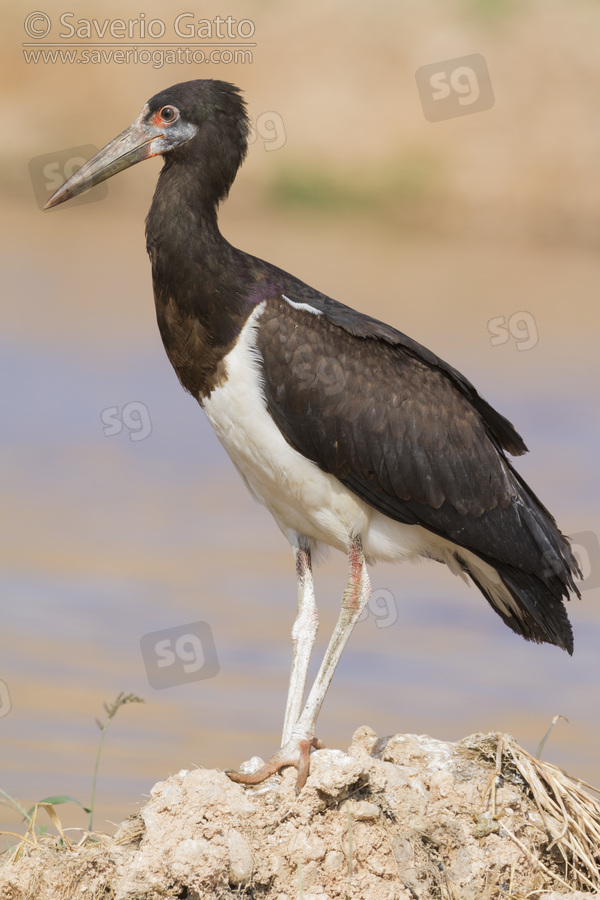 Abdim's Stork