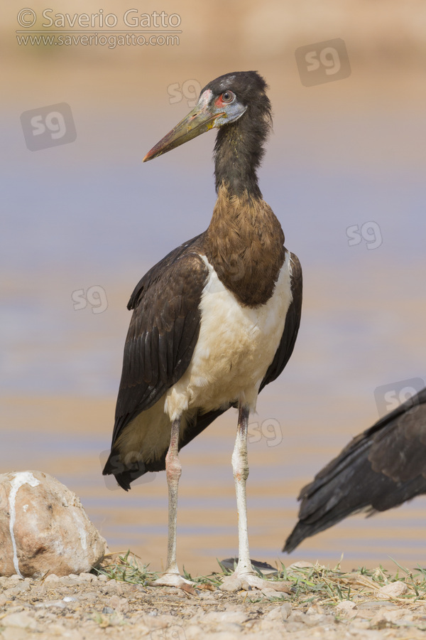 Abdim's Stork