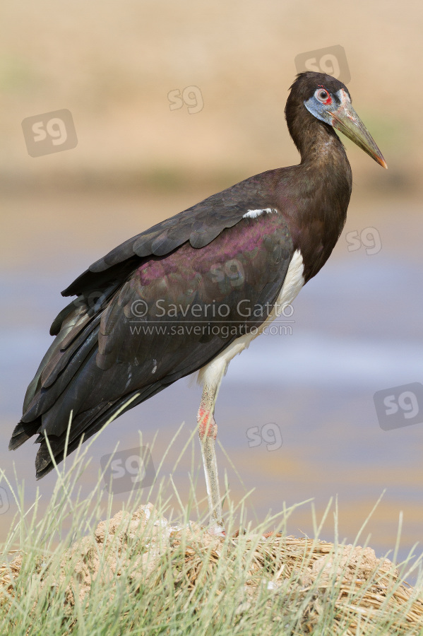 Abdim's Stork