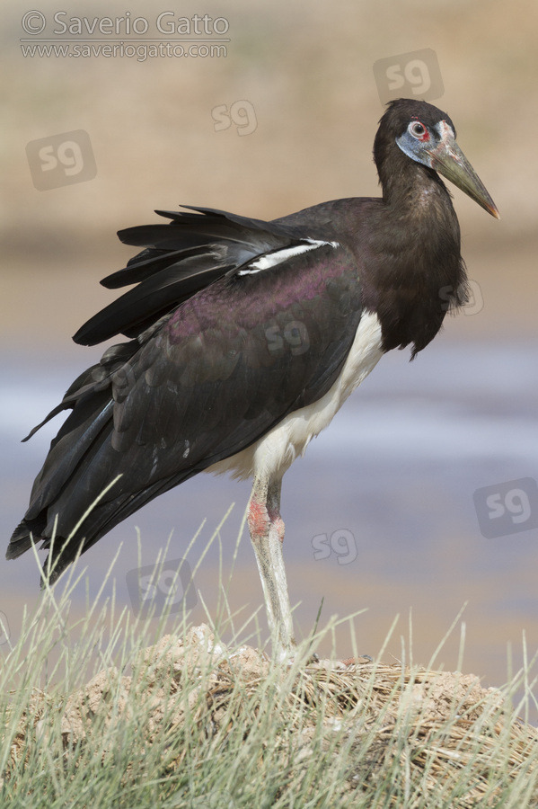 Abdim's Stork