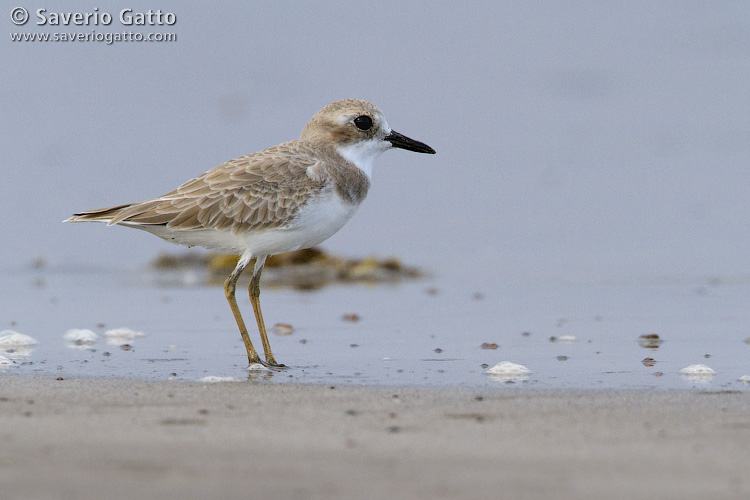 Greater Sand Plover