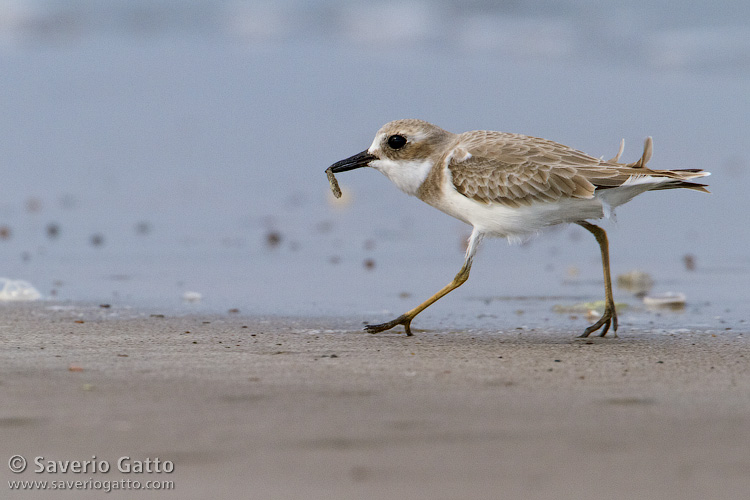 Greater Sand Plover