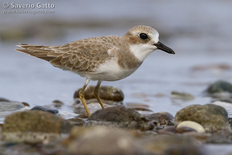 Greater Sand Plover