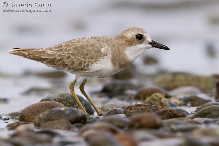 Greater Sand Plover