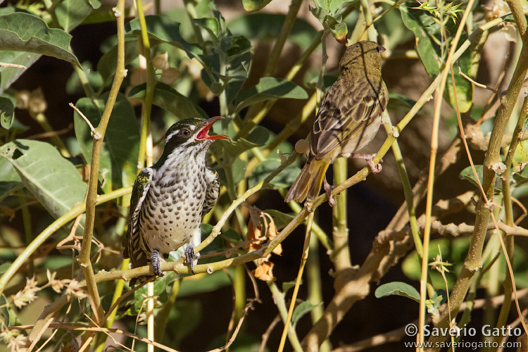 Didric Cuckoo  