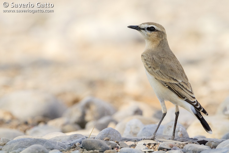 Isabelline Wheatear