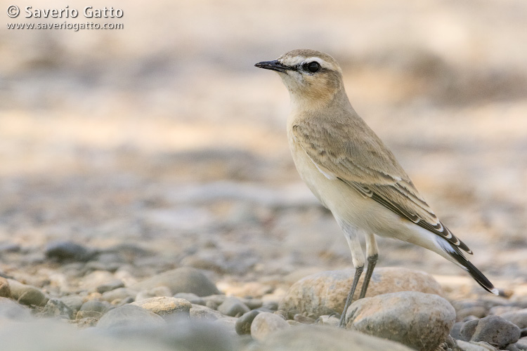 Isabelline Wheatear