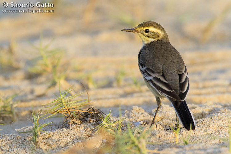 Citrine Wagtail