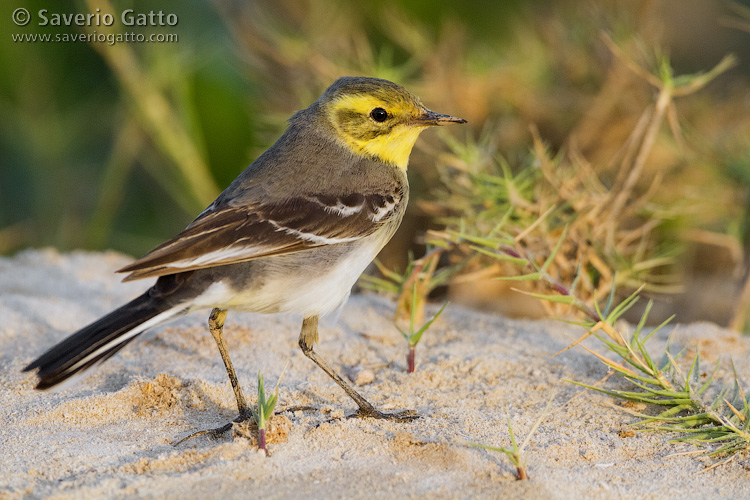 Citrine Wagtail