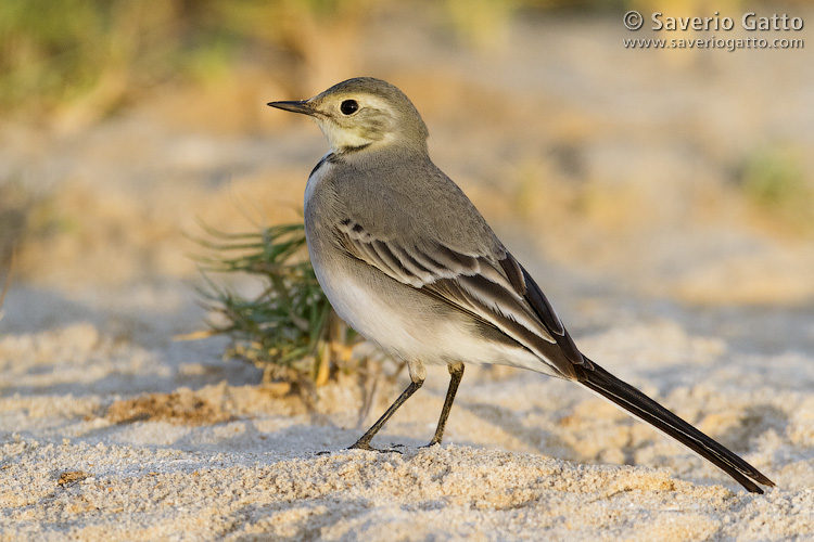 White Wagtail