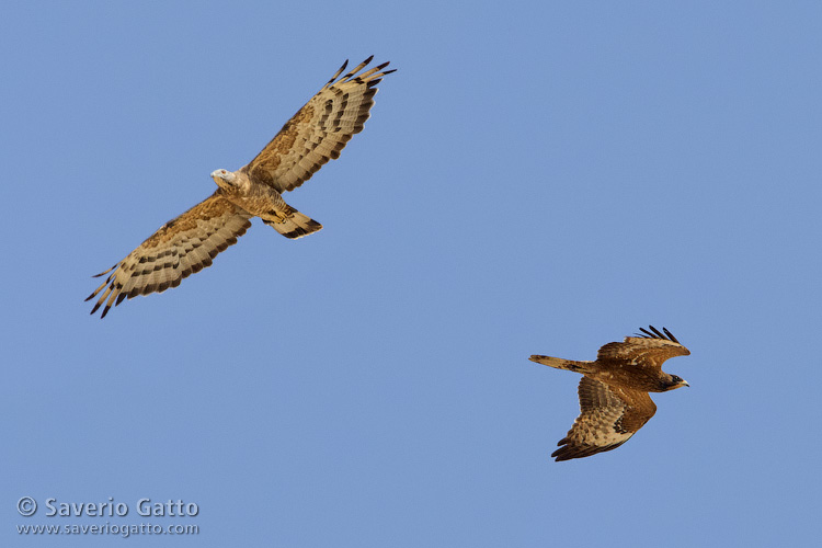 Crested Honey Buzzard