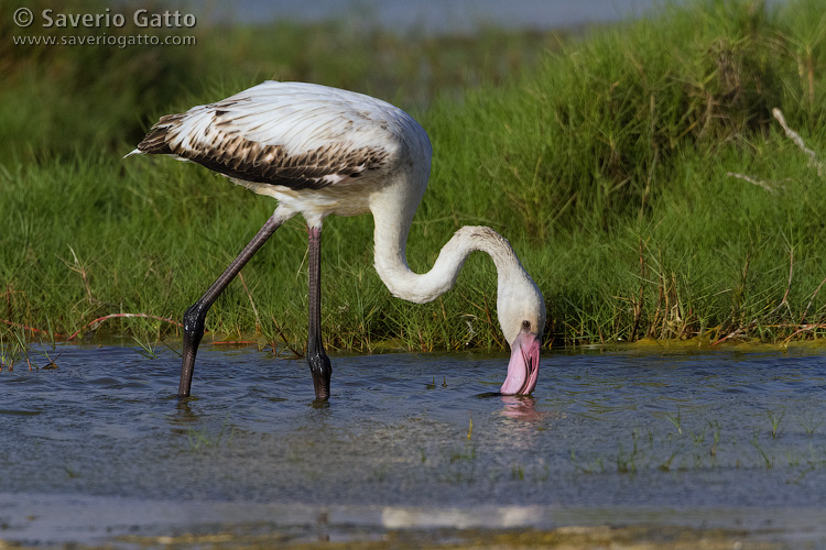 Greater Flamingo