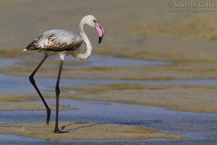 Greater Flamingo