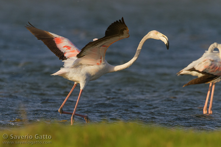 Greater Flamingo