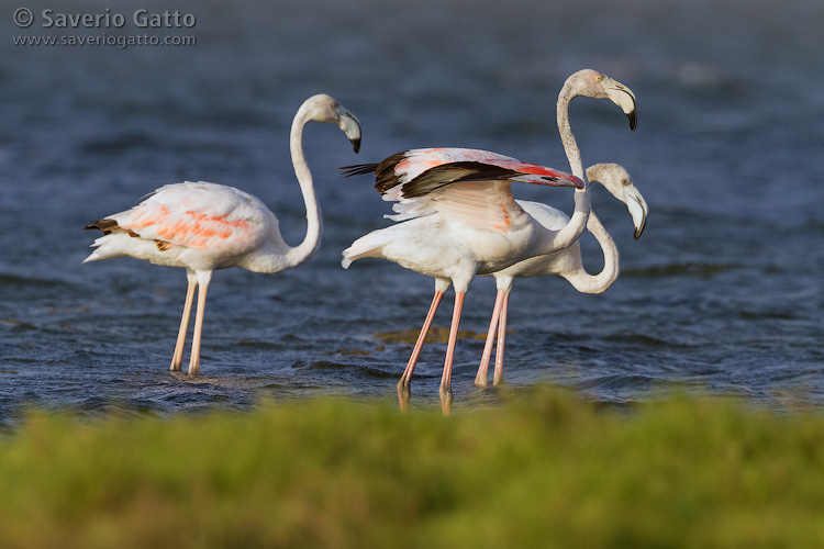 Greater Flamingo