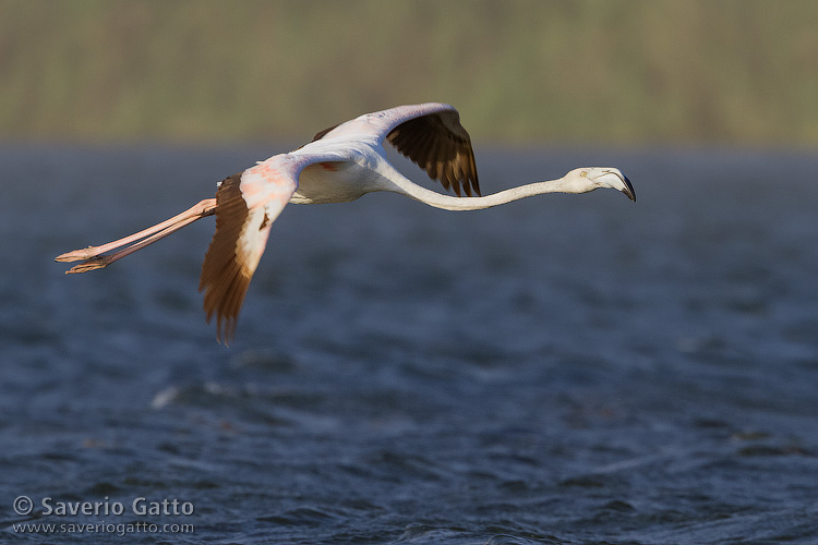 Greater Flamingo