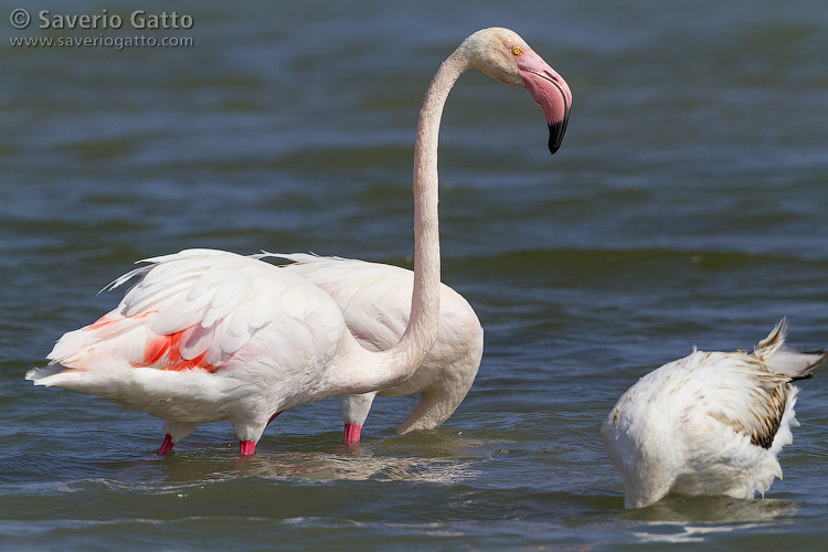 Greater Flamingo