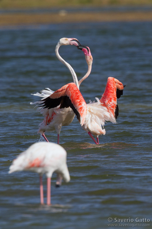 Greater Flamingo