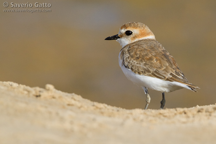 Kentish plover