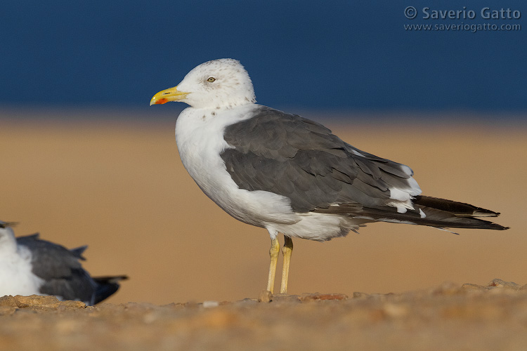 Heuglin's Gull