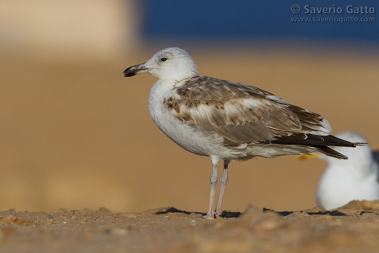 Caspian Gull