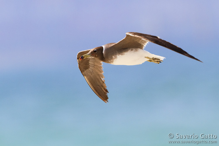 Sooty Gull