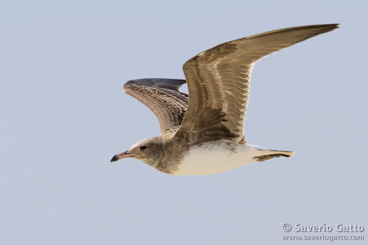 Sooty Gull