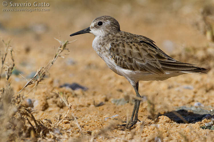 Little Stint