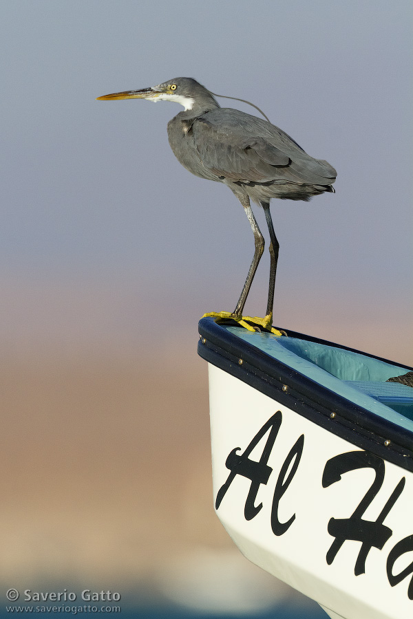 Wester Reef Heron