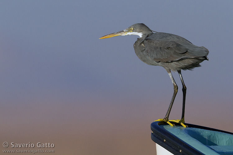 Wester Reef Heron