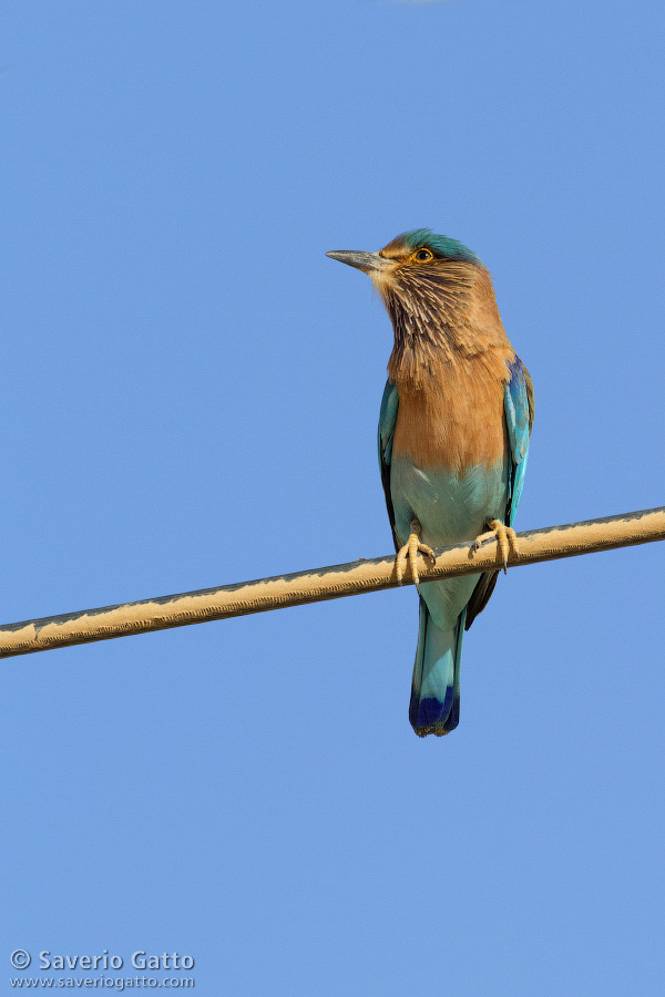 Indian Roller