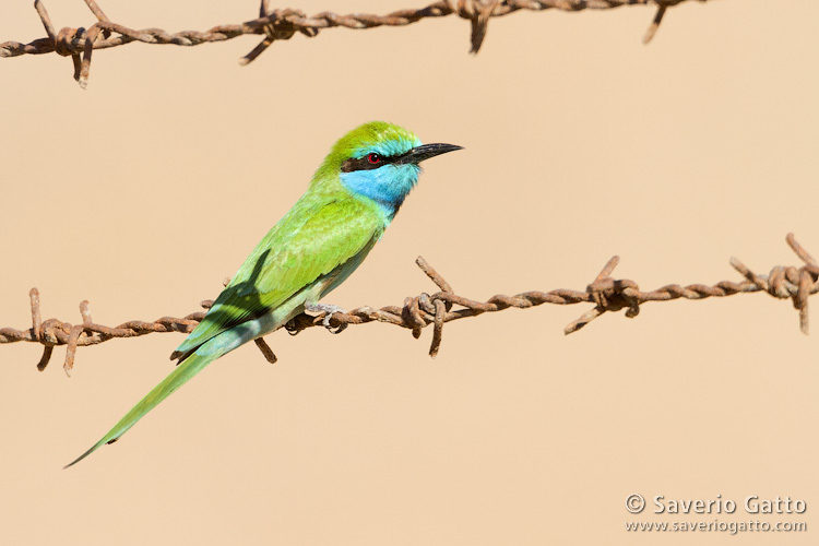 Little Green Bee-eater