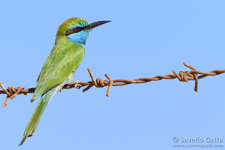 Little Green Bee-eater