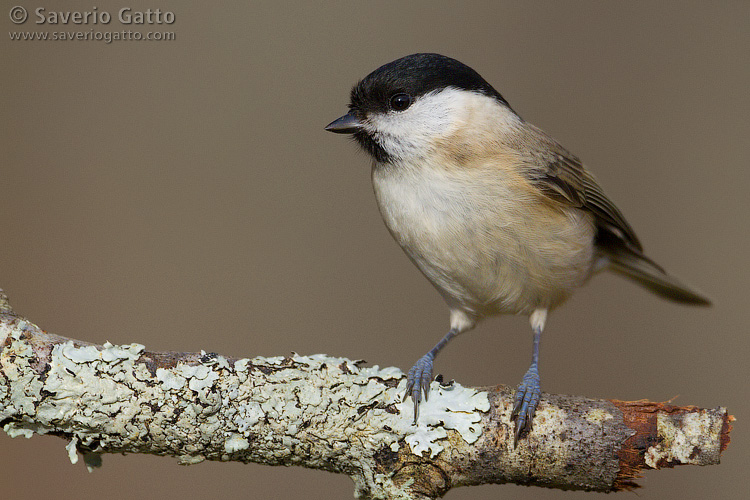 Marsh Tit