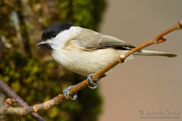 Marsh Tit