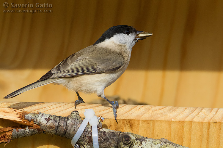 Marsh Tit