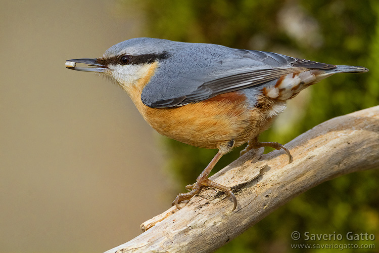 Eurasian Nuthatch