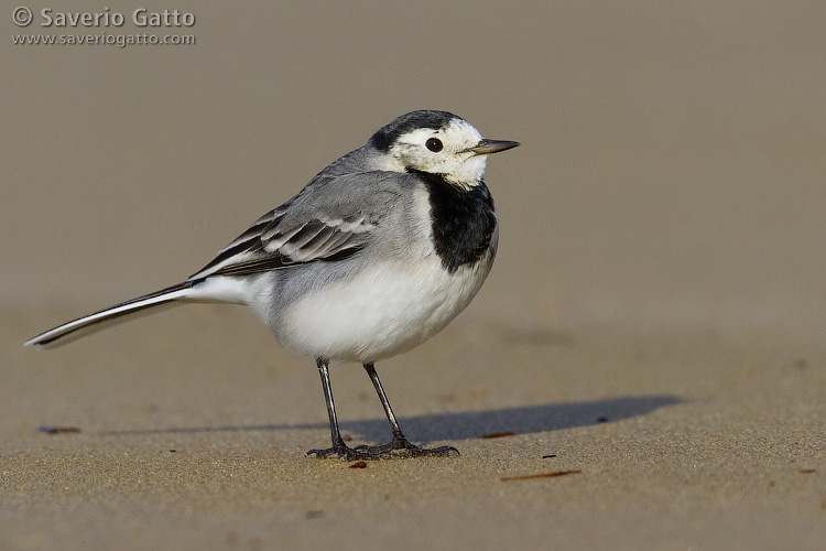 White Wagtail