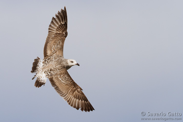 Yellow-legged Gull