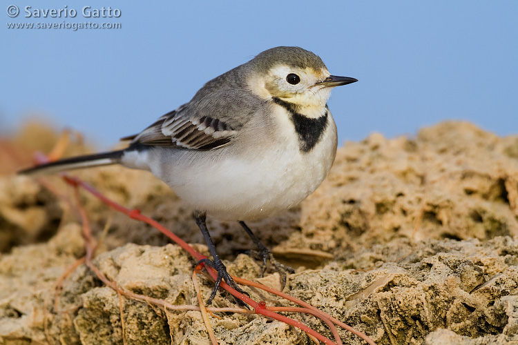 White Wagtail