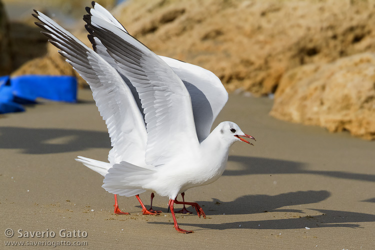 Black-headed Gull