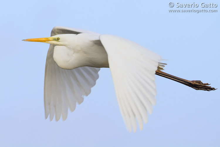 Airone bianco maggiore