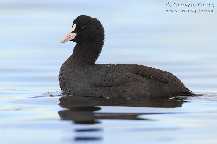 Eurasian Coot