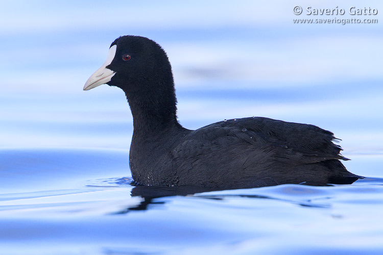 Eurasian Coot