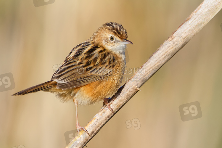 Zitting Cisticola