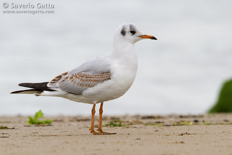 Black-headed Gull