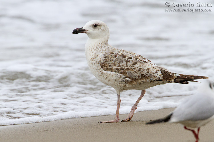 Yellow-legged Gull