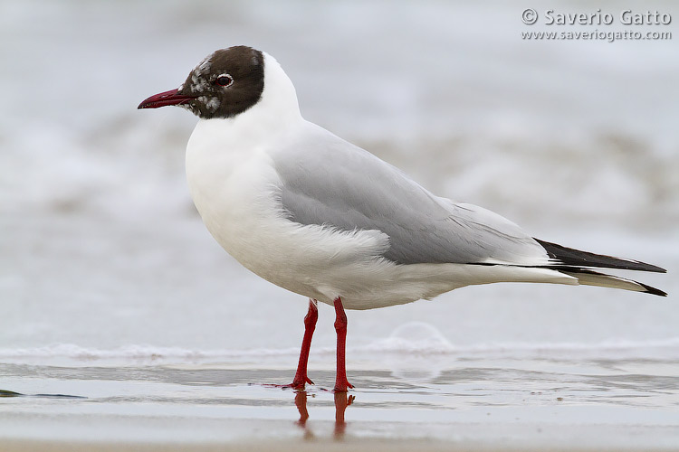 Black-headed Gull