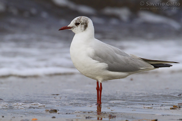 Black-headed Gull